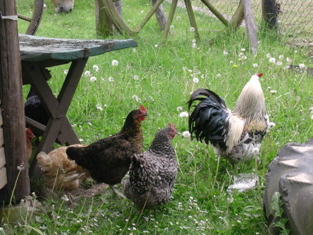 Haustiere auf dem Hof