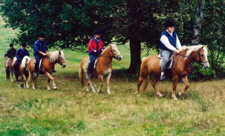 Haflinger-Ausritt durch den Schlannauer Grund 